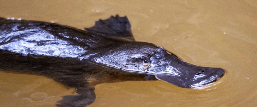 Screenshot_2020-01-31 Why the platypus is at risk of extinction.png
