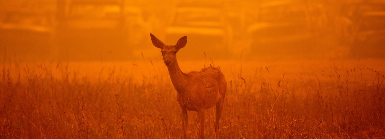 A deer wanders amid smoke of California fire