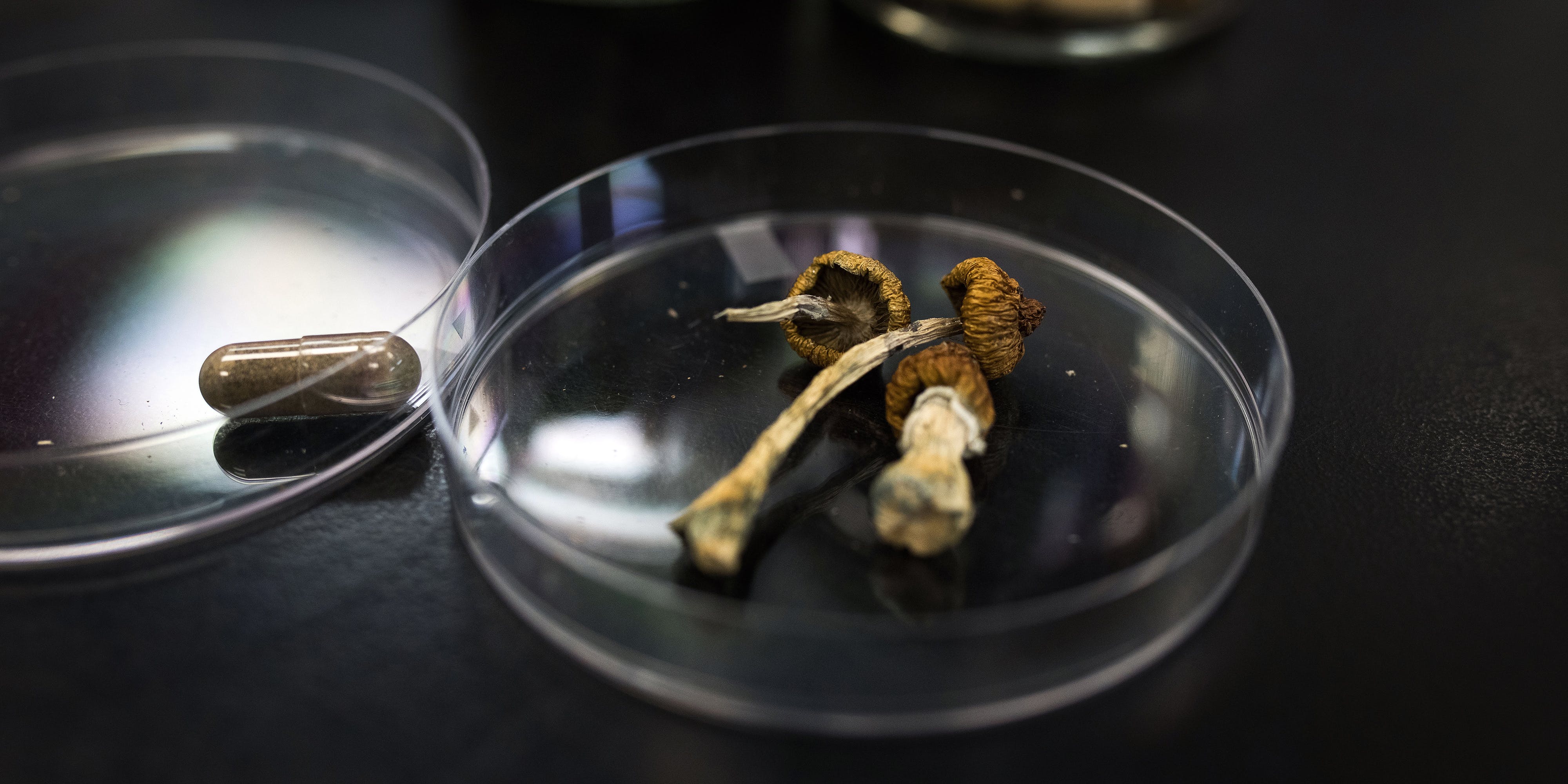 A container of Psilocybin mushrooms at a lab in British Columbia, Canada, on Sept. 1, 2021.
