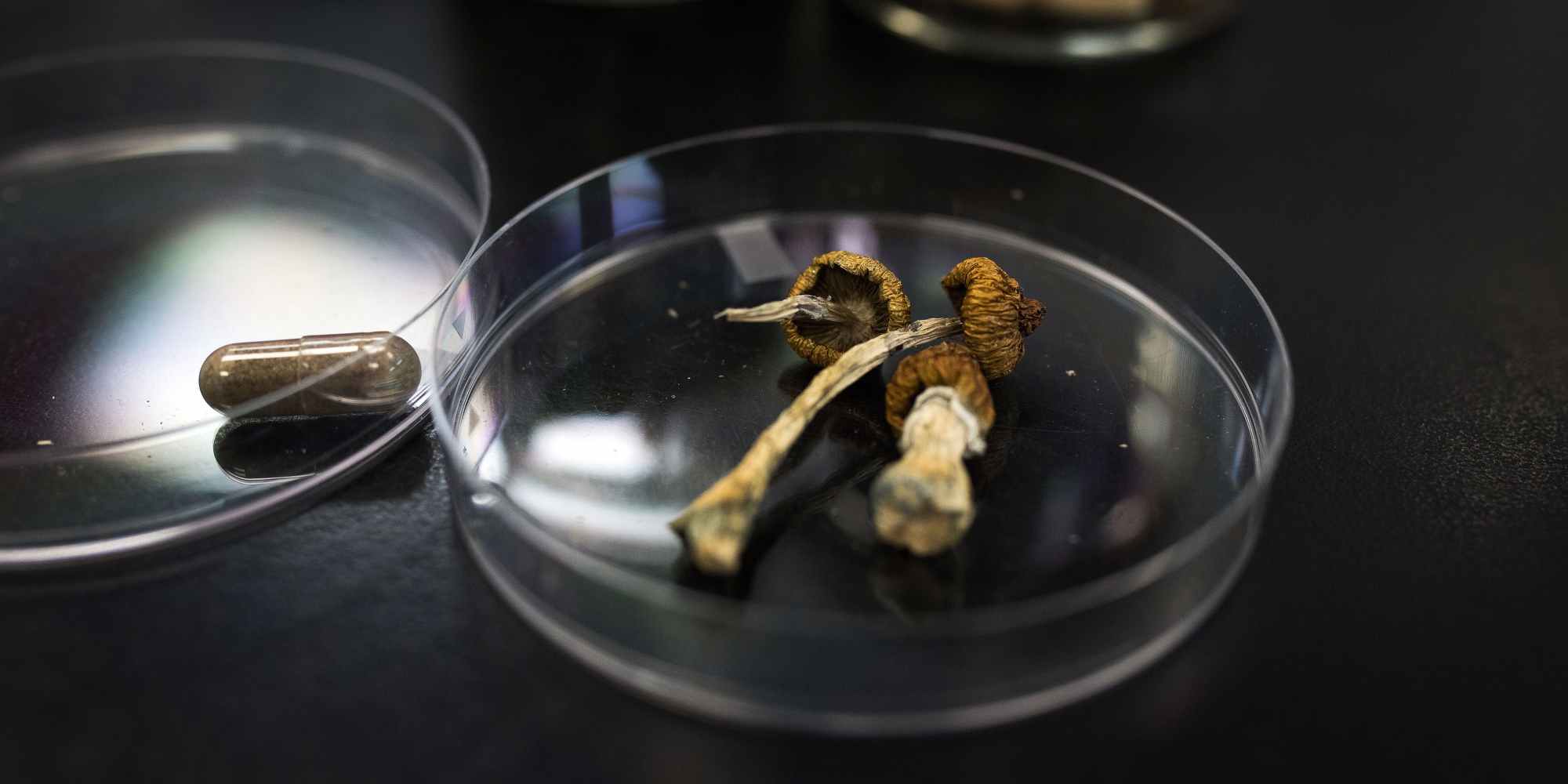 A container of Psilocybin mushrooms at a lab in British Columbia, Canada, on Sept. 1, 2021.