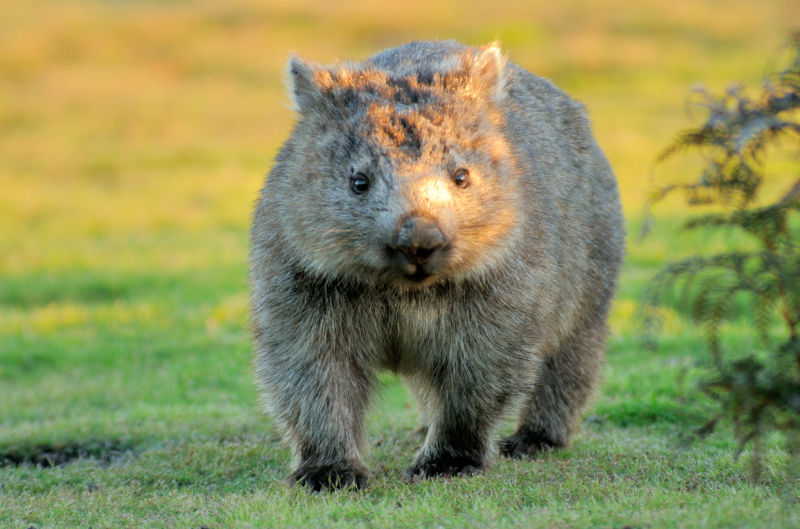 A Wombat forages for food at sunset Australia. October 22nd was World Wombat Day.