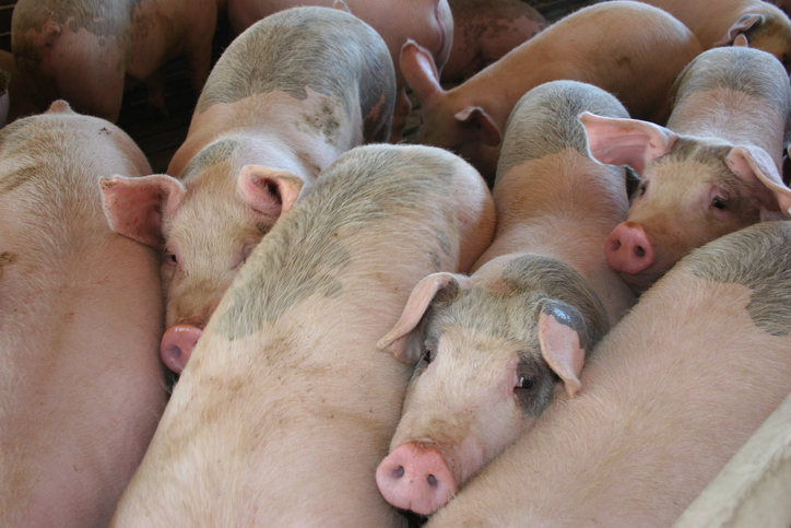 Pig farming Image: iStock Pig farming Image: iStock