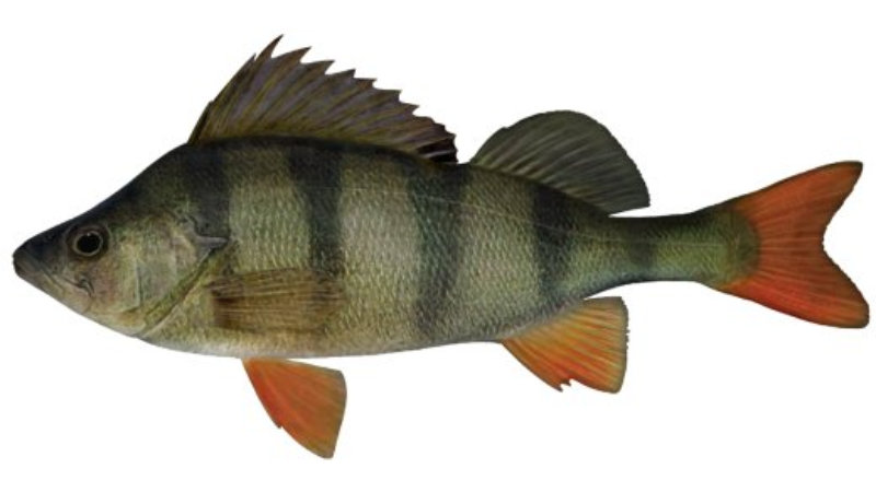 Redfin Perch